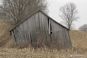 Weathered, leaning shed in corn field, Campbellford ON