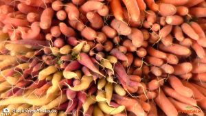 Field market carrots