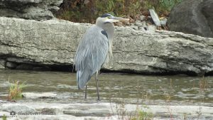 Great Blue Heron - Healey Falls