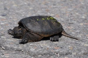 Small snapping turtle -Stoney Lake